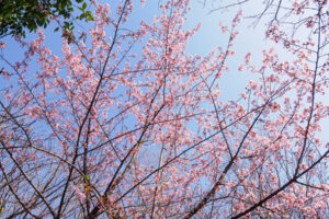 福岡市植物園の桜の写真