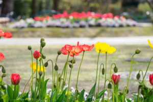 石橋文化センターの季節の花の写真
