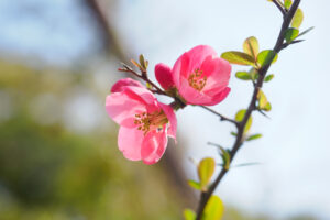 石橋文化センターの季節の花の写真