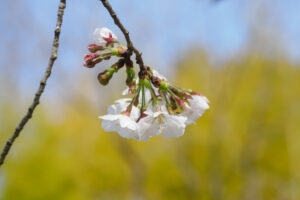 石橋文化センターの季節の花の写真