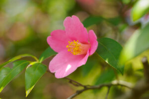 石橋文化センターの椿の写真