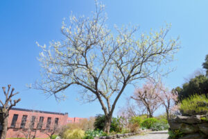 石橋文化センターの季節の花の写真