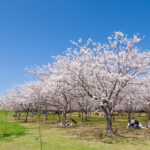 海の中道海浜公園の桜の写真