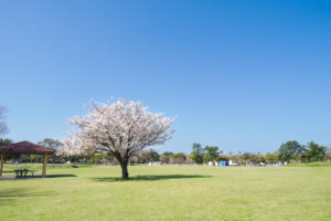 海の中道海浜公園の桜の写真