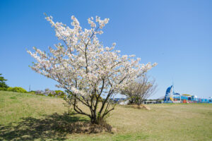 海の中道海浜公園の桜の写真