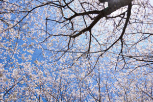 海の中道海浜公園の桜の写真