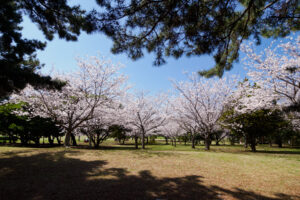 海の中道海浜公園の桜の写真