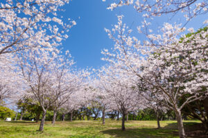 海の中道海浜公園の桜の写真