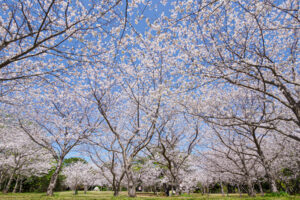 海の中道海浜公園の桜の写真