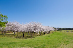 海の中道海浜公園の桜の写真