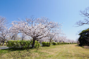 海の中道海浜公園の桜の写真