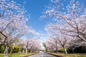 海の中道海浜公園の桜の写真