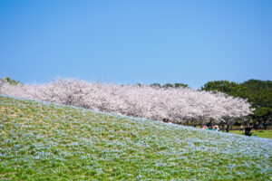 海の中道海浜公園の桜の写真