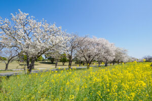 海の中道海浜公園の桜の写真