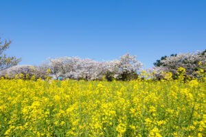 海の中道海浜公園の桜の写真
