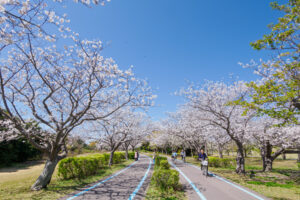 海の中道海浜公園の桜の写真