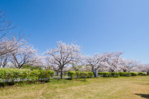 海の中道海浜公園の桜の写真