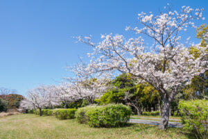 海の中道海浜公園の桜の写真