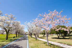 海の中道海浜公園の桜の写真