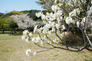 海の中道海浜公園の桜の写真