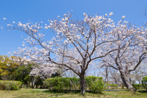 海の中道海浜公園の桜の写真