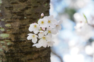 海の中道海浜公園の桜の写真