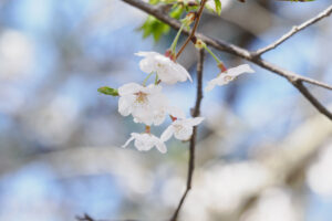 海の中道海浜公園の桜の写真