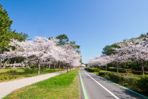 海の中道海浜公園の桜の写真