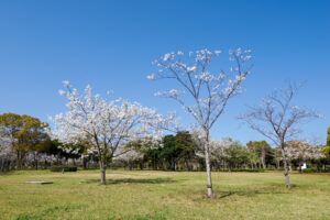 海の中道海浜公園の桜の写真