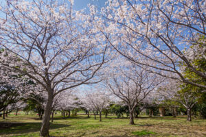 海の中道海浜公園の桜の写真