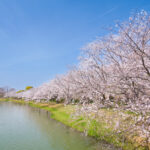 駕与丁公園の桜の写真