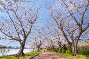 駕与丁公園の桜の写真