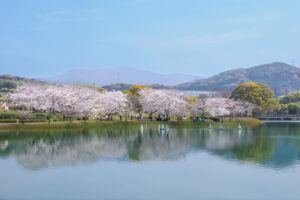駕与丁公園の桜の写真