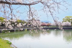 駕与丁公園の桜の写真