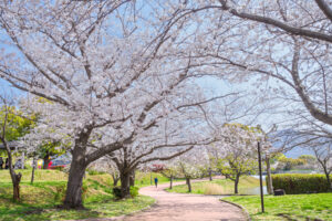 駕与丁公園の桜の写真