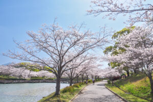 駕与丁公園の桜の写真