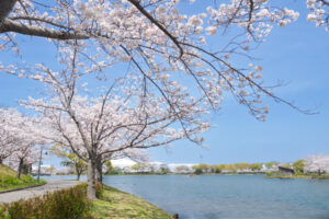 駕与丁公園の桜の写真