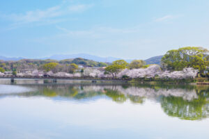 駕与丁公園の桜の写真