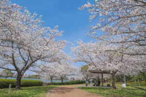 駕与丁公園の桜の写真