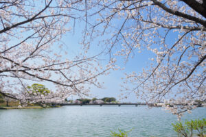 駕与丁公園の桜の写真