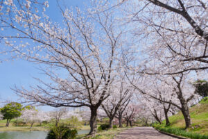 駕与丁公園の桜の写真
