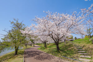 駕与丁公園の桜の写真