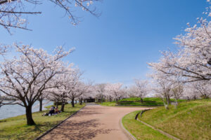 駕与丁公園の桜の写真