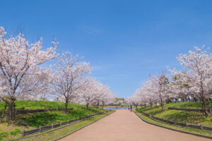 駕与丁公園の桜の写真