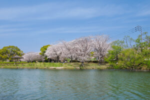 駕与丁公園の桜の写真