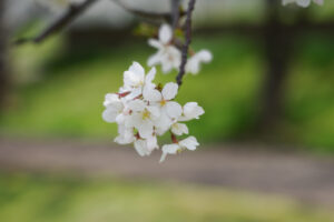 駕与丁公園の桜の写真