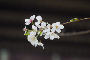 駕与丁公園の桜の写真