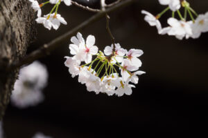 駕与丁公園の桜の写真