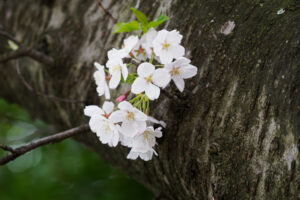 駕与丁公園の桜の写真