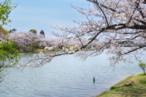 駕与丁公園の桜の写真